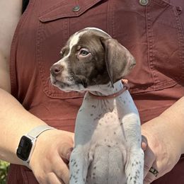Pink Collar Girl - Liver and white female Pointer puppy in Youngsville, North Carolina from Dogma Pointers & Bulldogs