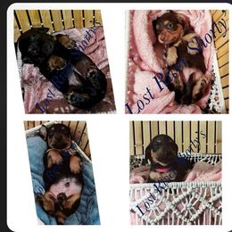 Dachshund All Grown Up from Lost River Shorty's