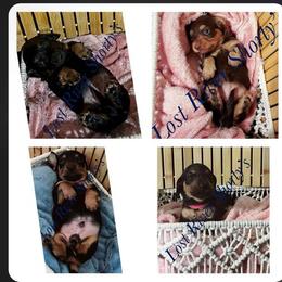Dachshund All Grown Up from Lost River Shorty's