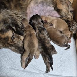 Dachshund puppies from The Dachshund Den