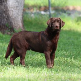 Fully Trained, Knox - Chocolate male Labrador Retriever puppy in Fair Oaks, California from Twisted Ranch Retrievers