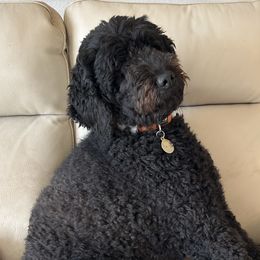 Kellen - Goldendoodle