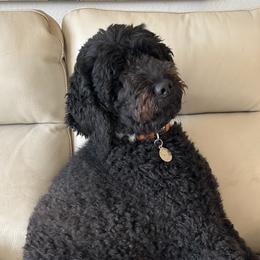 Kellen - Goldendoodle
