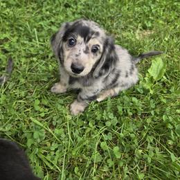 Dachshund Puppies from Pure Joy Dachshunds