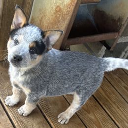 Male 1 - Blue speckled male Australian Cattle Dog puppy in Dillwyn, Virginia from Hardiman’s Howlin’ Hounds