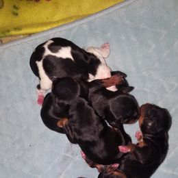 Cavalier King Charles Spaniel Puppies from Phoenix Rose cavalier king charles