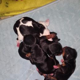 Cavalier King Charles Spaniel Puppies from Phoenix Rose cavalier king charles