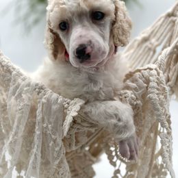 Poodle and Pyredoodle Puppies from Wild suns farm