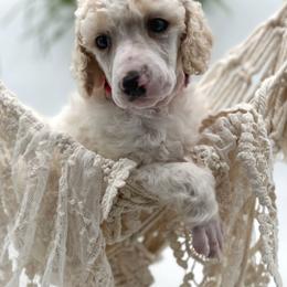 Poodle and Pyredoodle Puppies from Wild suns farm