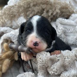 Presley - Black and white female Aussiedoodle puppy in Kensington, Ohio from Hickory Hideaway Doodles