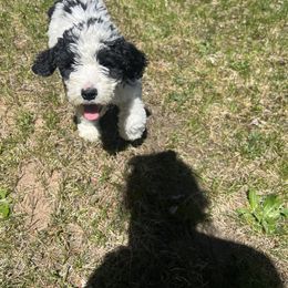Light Pink Girl - Bernedoodle puppy in Wexford County, Michigan from Blissful Bernedoodles