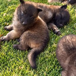 Fawn Boy - Fawn and black male Belgian Tervuren puppy in Hastings, Minnesota from Century Hills Farm