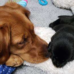 Golden Retriever and Labrador Retriever Puppies from Sutter Bay Retrievers