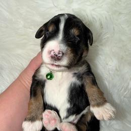 Confetti - Tri-color male Bernedoodle puppy in Beecher, Illinois from Erica’s Doodles