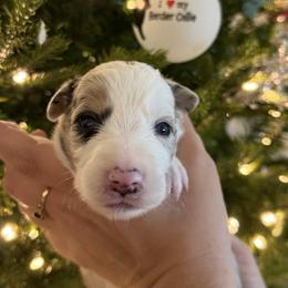 Casanova - Tri-color male Border Collie puppy in Seguin, Texas from Geronimo Creek Border Collies