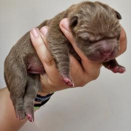 Girl 2 - Blue dilute female Chinese Shar-Pei puppy in Bakersfield, California from Cashmerewrinkles