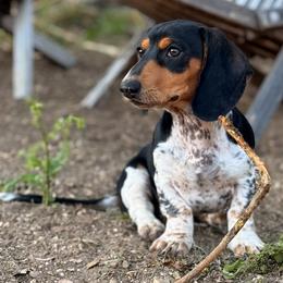 Dachshund puppies from Drift & Dash Dachshunds