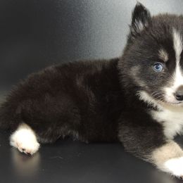 Pomsky and Siberian Husky Puppies from Beastly Beauties Huskies & Pomskies