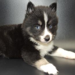 Pomsky and Siberian Husky Puppies from Beastly Beauties Huskies & Pomskies