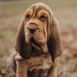 Bloodhounds from Flint Hills Hounds