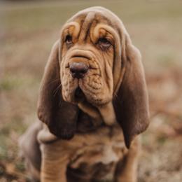 Bloodhounds from Flint Hills Hounds