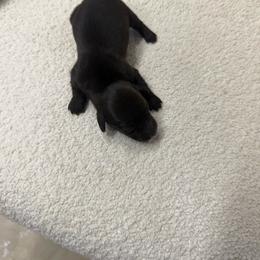 Puppy number one boy Chocolate - Black male Dachshund puppy in Spokane, Washington from Dearhaven Doxie