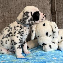 Panda - White and black male Dalmatian puppy in Newfoundland, Pennsylvania from Poconopaws