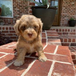 Amaya - Fawn sable female Havapoo puppy in Dothan, Alabama from Leo’s Teddy Bear doodles