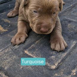 Female 2 - Chocolate female Labrador Retriever puppy in Anderson, Texas from TLS Retrievers
