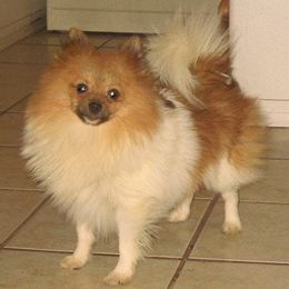 Pomeranians, Poodles, and Yorkshire Terriers from Las Vegas Paws