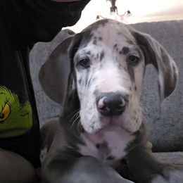 Frankie - Great Dane puppy from Miner's Dynamic Danes