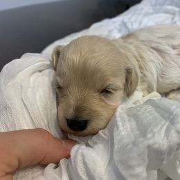 Cockapoo Puppies from Home Raised Cockapoos
