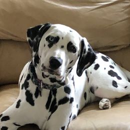 Callie - Dalmatian