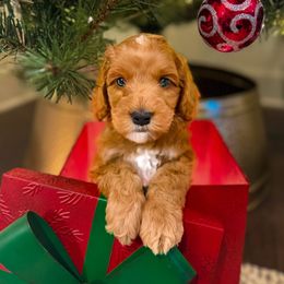 Jingle - Caramel red male Australian Labradoodle puppy in Matthews, North Carolina from Weddington Labradoodles