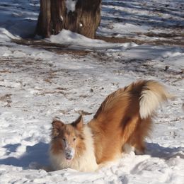 River - Collie
