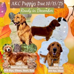 Golden Retriever puppies from The Golden Life