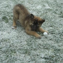 Shiloh Shepherd Puppies from Solace Shilohs