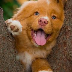 Nova Scotia Duck Tolling Retrievers from Stellar Kennels