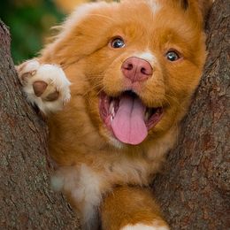 Nova Scotia Duck Tolling Retrievers from Stellar Kennels