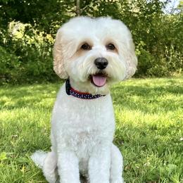 Vippy - Australian Labradoodle