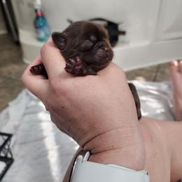 Chocolate Boy - Chocolate male Shih Tzu puppy in Sapulpa, Oklahoma from Faith Hope and Love Shih Tzu's