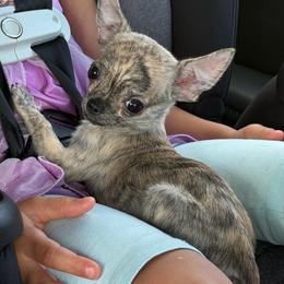 Tiger boy 2 - Chocolate brindled fawn male Chihuahua puppy in Miami, Florida from Natalias Tiny Puppies