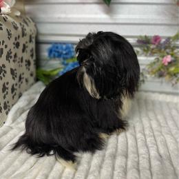 AKC Nick - Black male Shih Tzu puppy in Elgin, South Carolina from Silver Bells Paw Prints