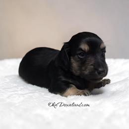 Morgan - Black and cream male Dachshund puppy in Oklahoma City, Oklahoma from OkieDoxieland Dachshunds