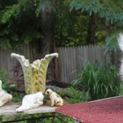 Tibetan Spaniel Puppies from Runningbrook