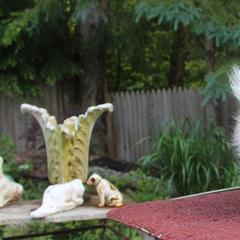 Tibetan Spaniel Puppies from Runningbrook