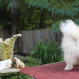 Tibetan Spaniel Puppies from Runningbrook