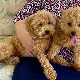 Assorted Doodle Crosses from Cotton Rose Kennels