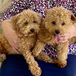 Assorted Doodle Crosses from Cotton Rose Kennels