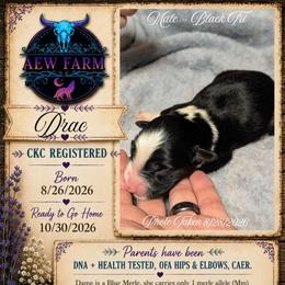Drac - Black & white male Australian Shepherd puppy in Citra, Florida from AEW Farm